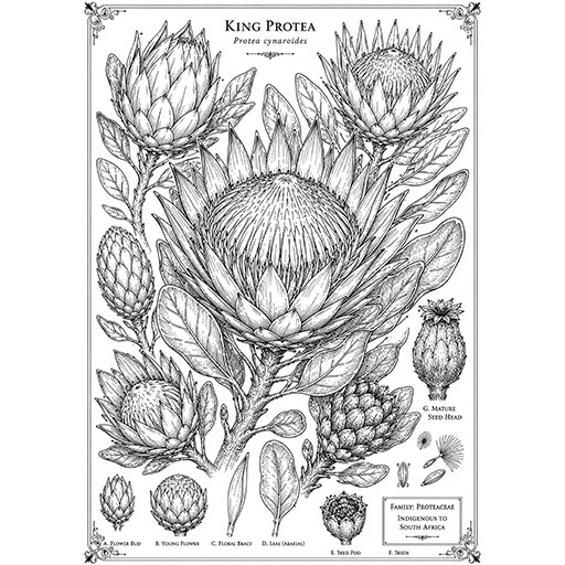 King-Protea-Botanical-Study-Cover