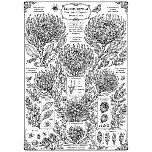 Pincushion-Protea-Collection-Cover