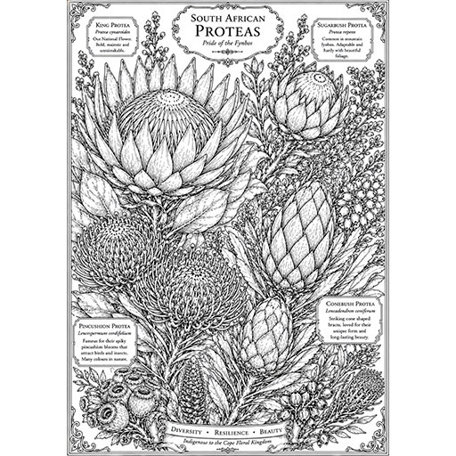Protea-Species-Showcase-Cover