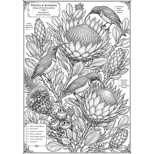 Protea-and-Sunbird-Cover
