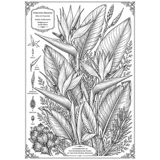 Strelitzia-Botanical-Composition-Cover